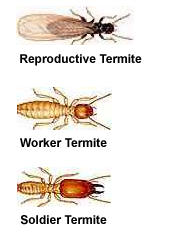 Termite Baiting Program